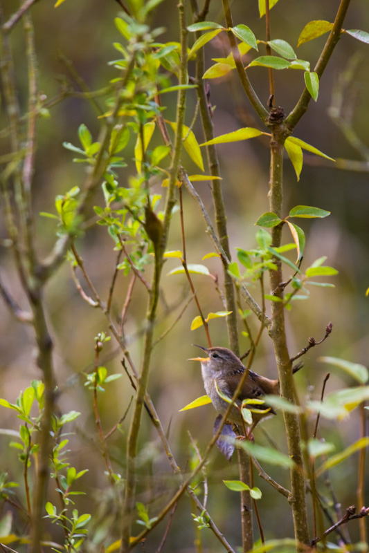 Marsh Wren